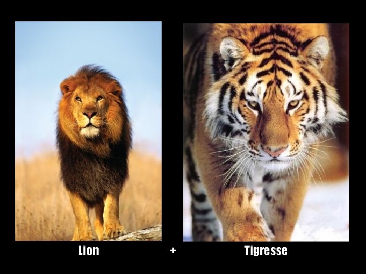 Lion + Tigresse 