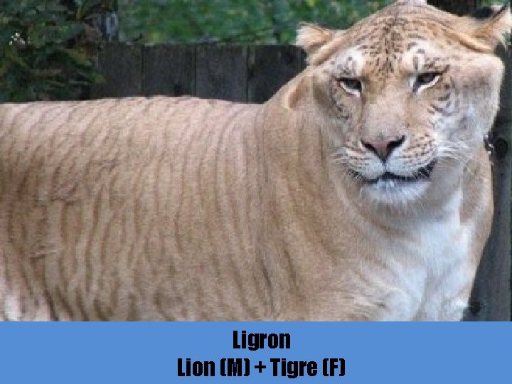 Ligron Lion (M) + Tigre (F) 