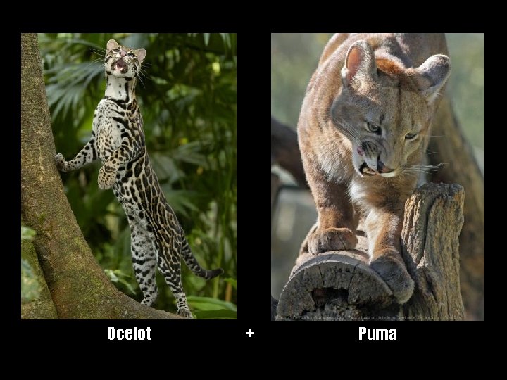 Ocelot + Puma 