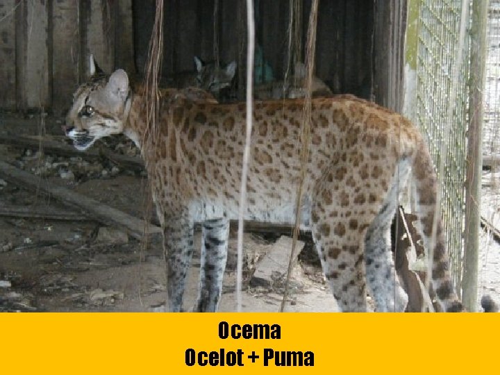 Ocema Ocelot + Puma 