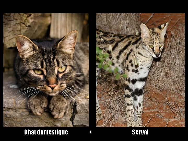 Chat domestique + Serval 