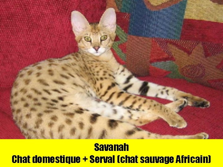 Savanah Chat domestique + Serval (chat sauvage Africain) 