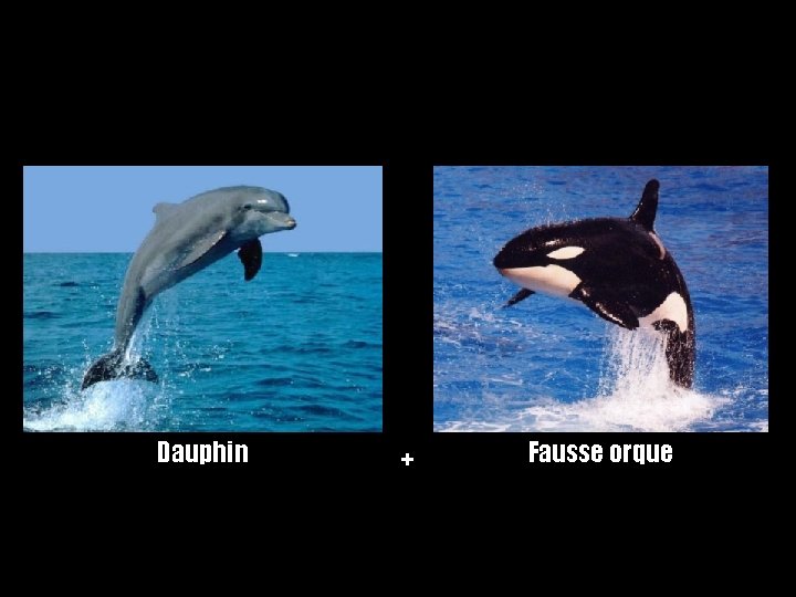 Dauphin + Fausse orque 