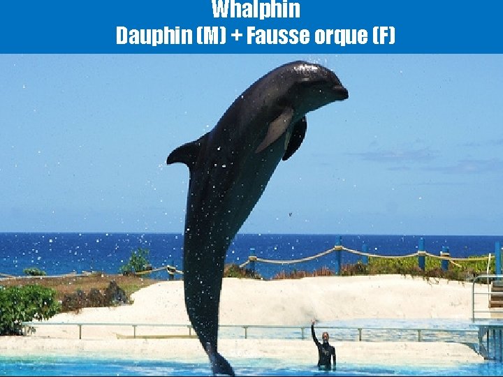 Whalphin Dauphin (M) + Fausse orque (F) 