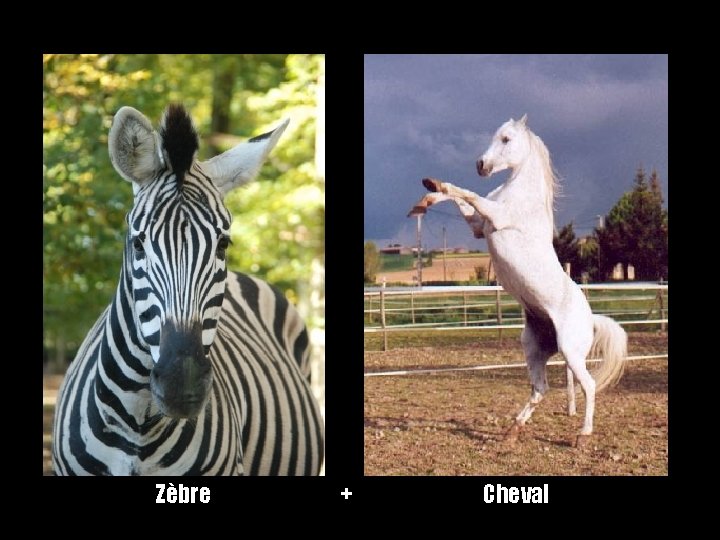 Zèbre + Cheval 