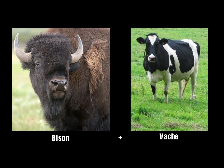 Bison + Vache 