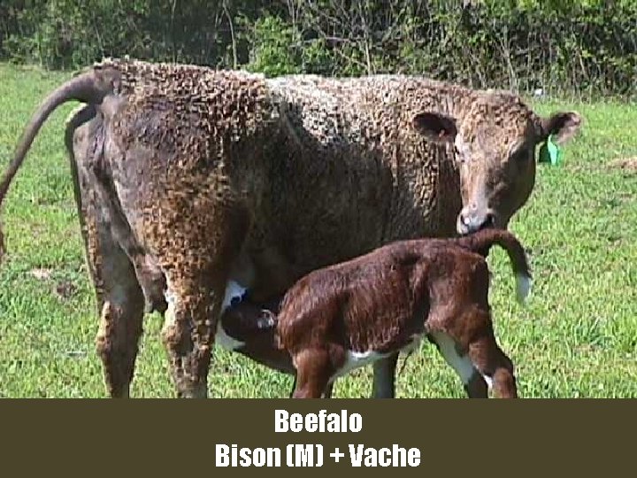 Beefalo Bison (M) + Vache 