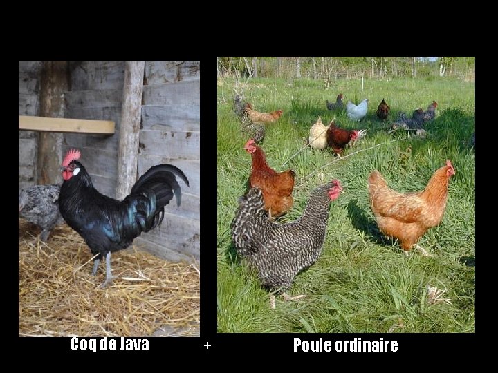 Coq de Java + Poule ordinaire 