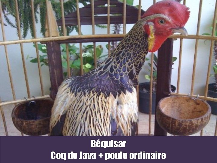 Béquisar Coq de Java + poule ordinaire 