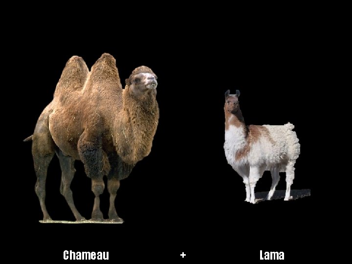 Chameau + Lama 