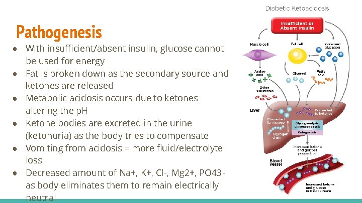 Pathogenesis ● With insufficient/absent insulin, glucose cannot be used for energy ● Fat is