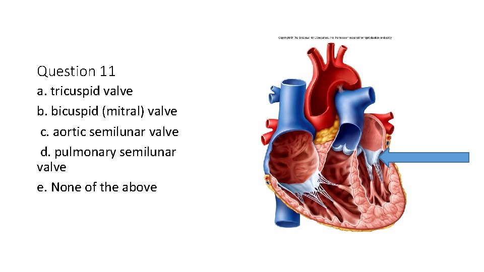 Question 11 a. tricuspid valve b. bicuspid (mitral) valve c. aortic semilunar valve d.