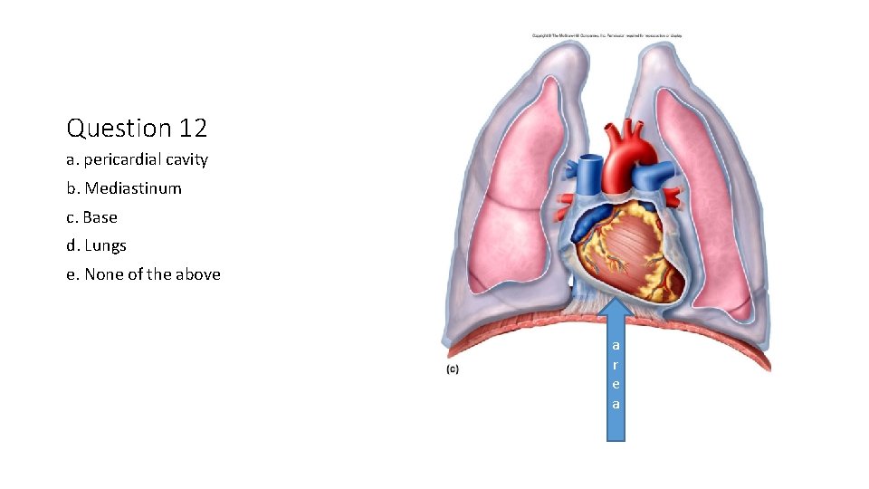 Question 12 a. pericardial cavity b. Mediastinum c. Base d. Lungs e. None of