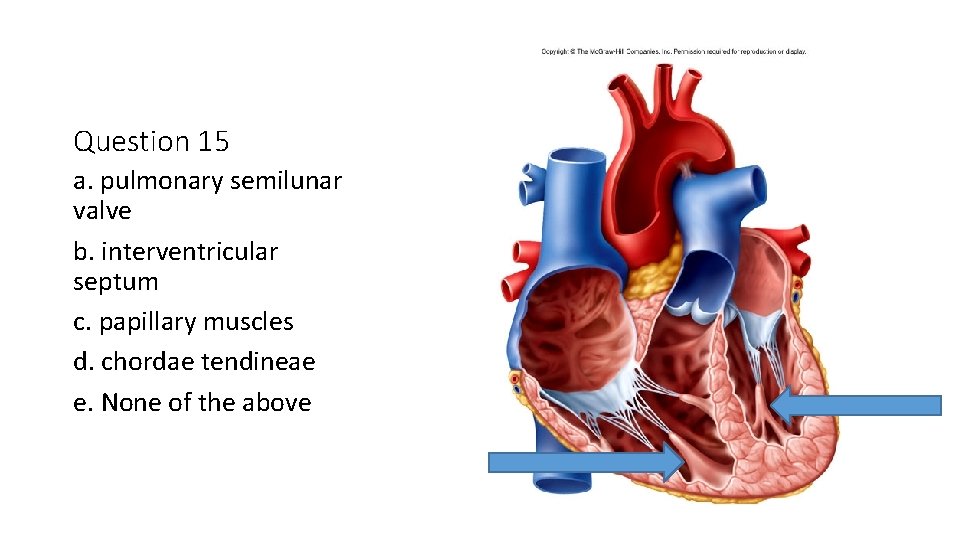 Question 15 a. pulmonary semilunar valve b. interventricular septum c. papillary muscles d. chordae