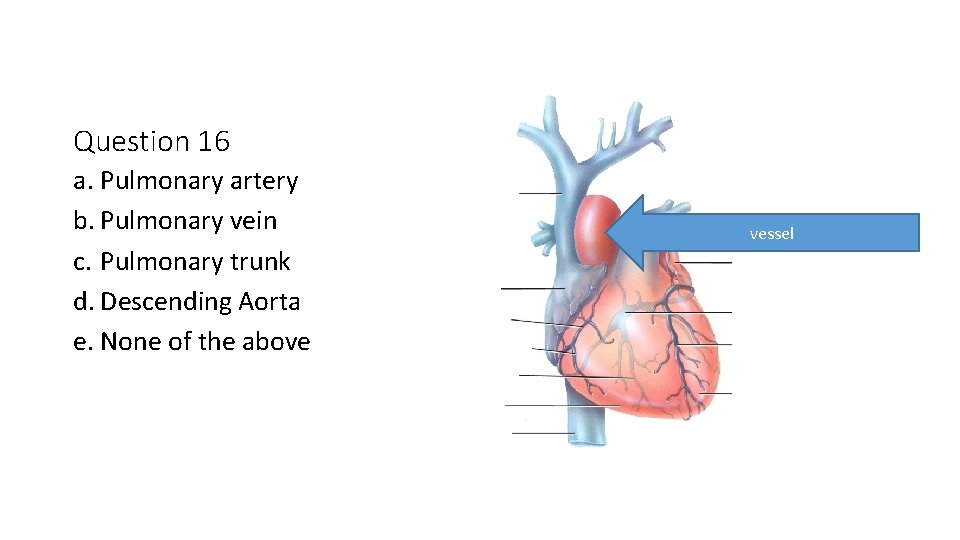Question 16 a. Pulmonary artery b. Pulmonary vein c. Pulmonary trunk d. Descending Aorta
