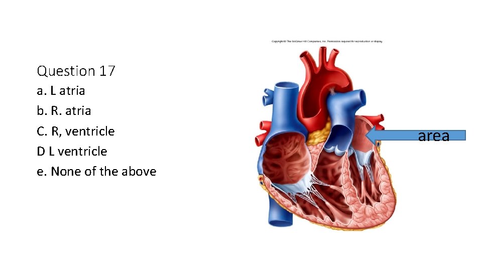 Question 17 a. L atria b. R. atria C. R, ventricle D L ventricle