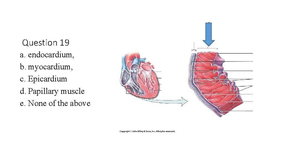 Question 19 a. endocardium, b. myocardium, c. Epicardium d. Papillary muscle e. None of