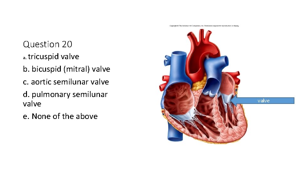 Question 20 tricuspid valve b. bicuspid (mitral) valve c. aortic semilunar valve d. pulmonary