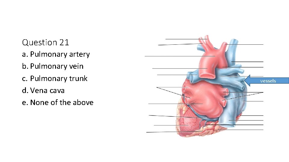Question 21 a. Pulmonary artery b. Pulmonary vein c. Pulmonary trunk d. Vena cava