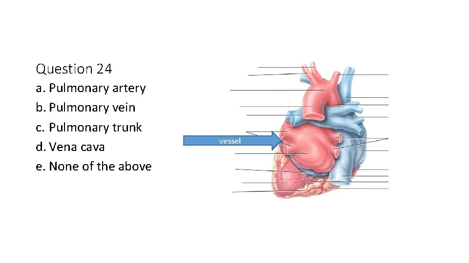 Question 24 a. Pulmonary artery b. Pulmonary vein c. Pulmonary trunk d. Vena cava