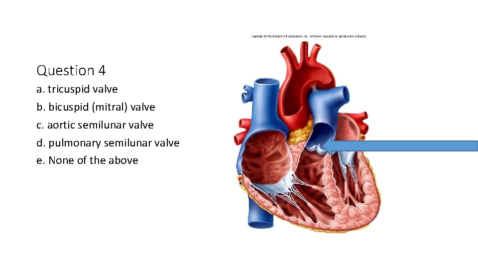 Question 4 a. tricuspid valve b. bicuspid (mitral) valve c. aortic semilunar valve d.