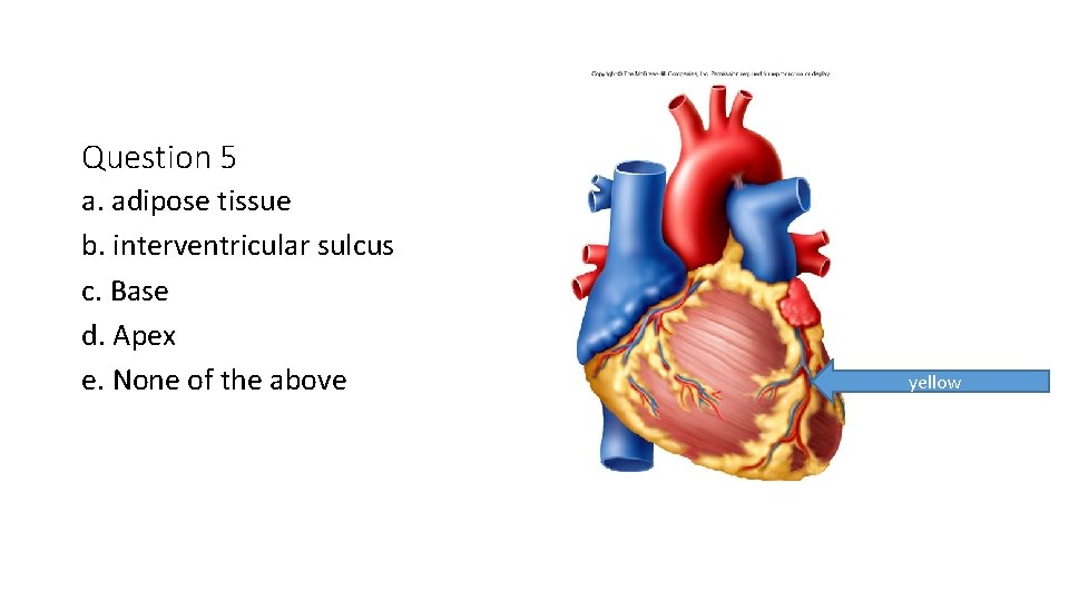 Question 5 a. adipose tissue b. interventricular sulcus c. Base d. Apex e. None