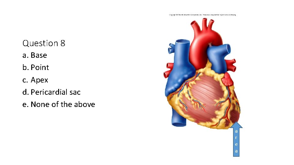 Question 8 a. Base b. Point c. Apex d. Pericardial sac e. None of