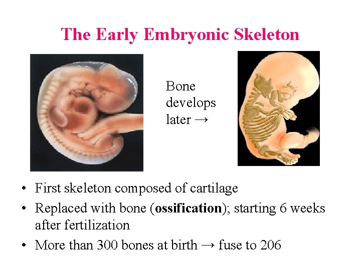 The Early Embryonic Skeleton Bone develops later → • First skeleton composed of cartilage