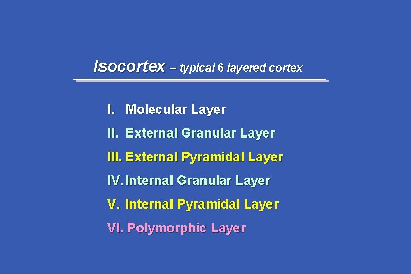 Isocortex – typical 6 layered cortex I. Molecular Layer II. External Granular Layer III.