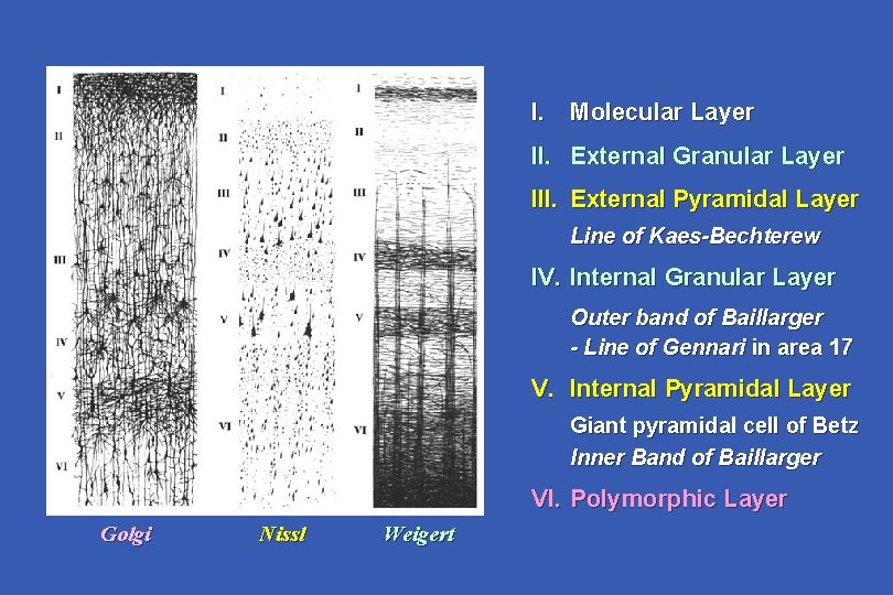 I. Molecular Layer II. External Granular Layer III. External Pyramidal Layer Line of Kaes-Bechterew