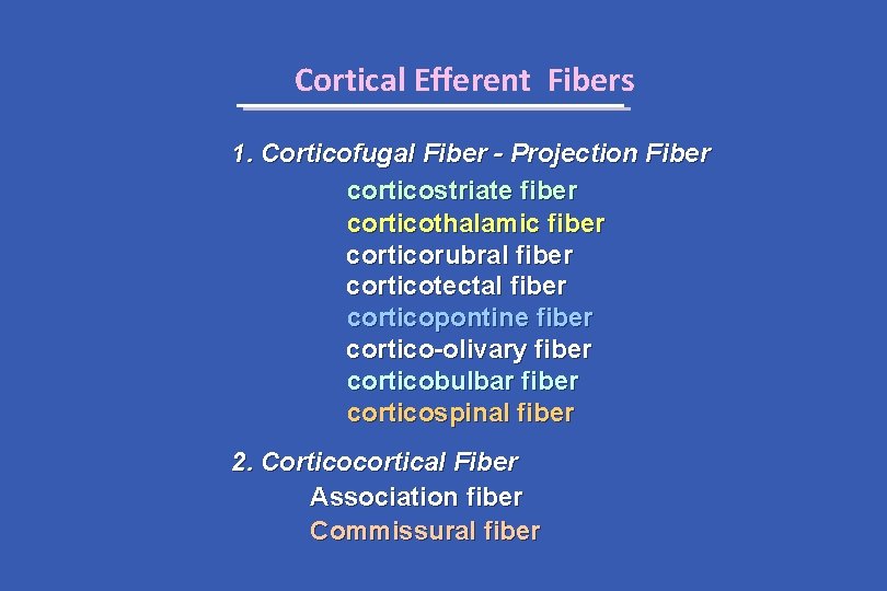 Cortical Efferent Fibers 1. Corticofugal Fiber - Projection Fiber corticostriate fiber corticothalamic fiber corticorubral
