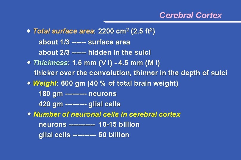 Cerebral Cortex Total surface area: 2200 cm 2 (2. 5 ft 2) about 1/3