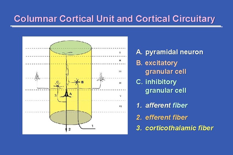 Columnar Cortical Unit and Cortical Circuitary A. pyramidal neuron B. excitatory granular cell C.