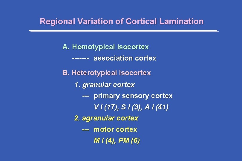 Regional Variation of Cortical Lamination A. Homotypical isocortex ------- association cortex B. Heterotypical isocortex