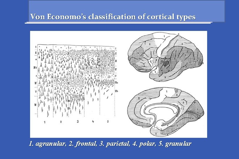 Von Economo’s classification of cortical types 1. agranular, 2. frontal, 3. parietal, 4. polar,