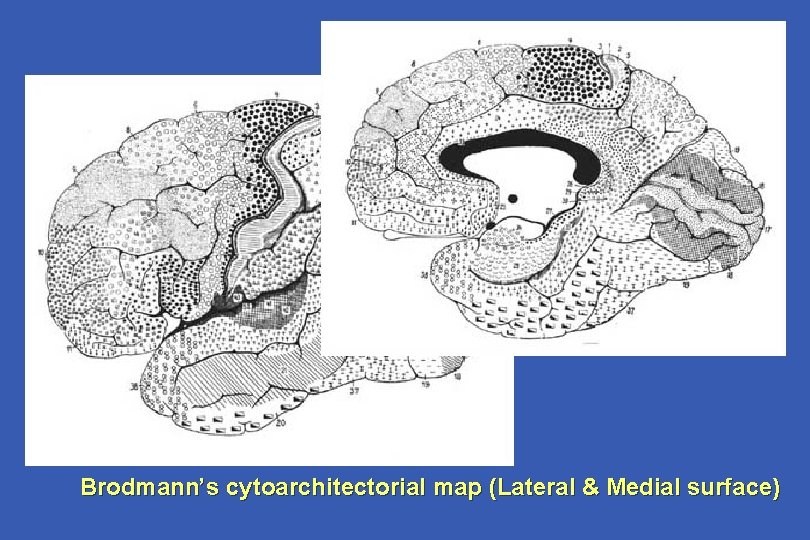 Brodmann’s cytoarchitectorial map (Lateral & Medial surface) 