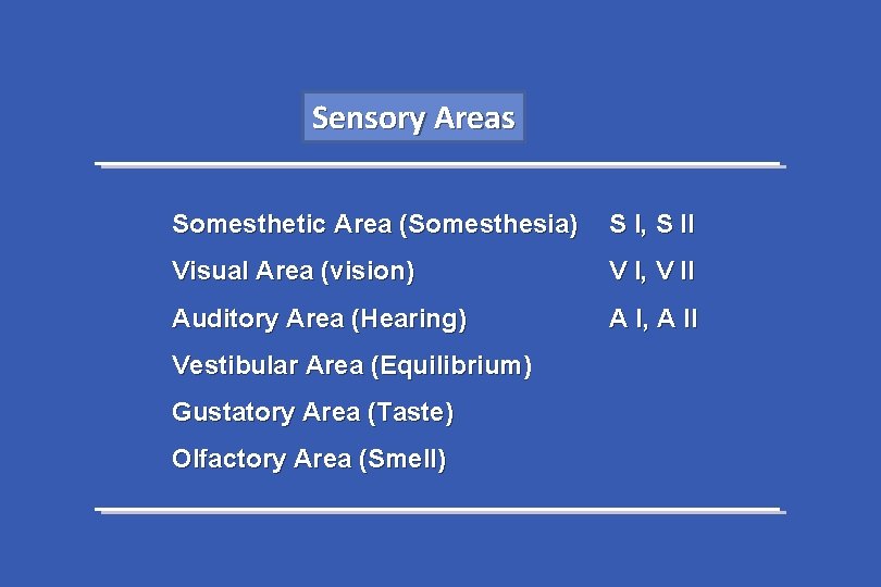 Sensory Areas Somesthetic Area (Somesthesia) S I, S II Visual Area (vision) V I,