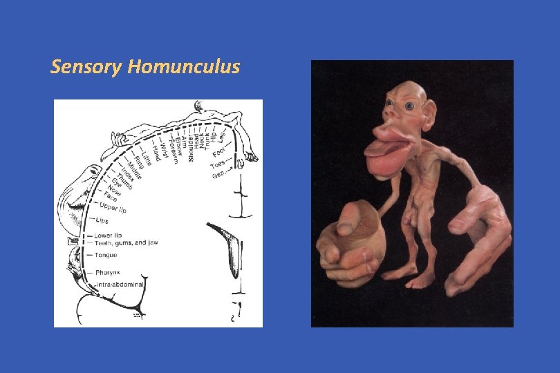 Sensory Homunculus 