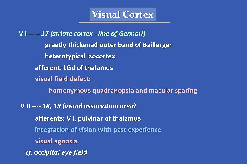 Visual Cortex V I ----- 17 (striate cortex - line of Gennari) greatly thickened