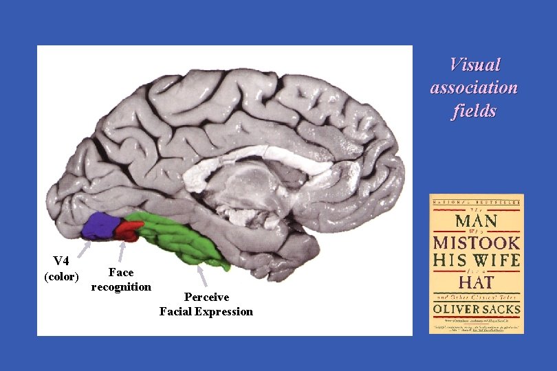 Visual association fields V 4 (color) Face recognition Perceive Facial Expression 
