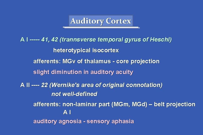 Auditory Cortex A I ----- 41, 42 (trannsverse temporal gyrus of Heschl) heterotypical isocortex
