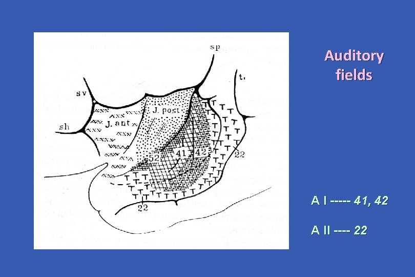 Auditory fields A I ----- 41, 42 A II ---- 22 
