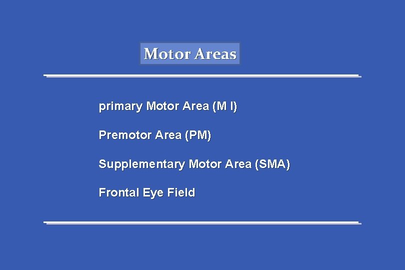 Motor Areas primary Motor Area (M I) Premotor Area (PM) Supplementary Motor Area (SMA)