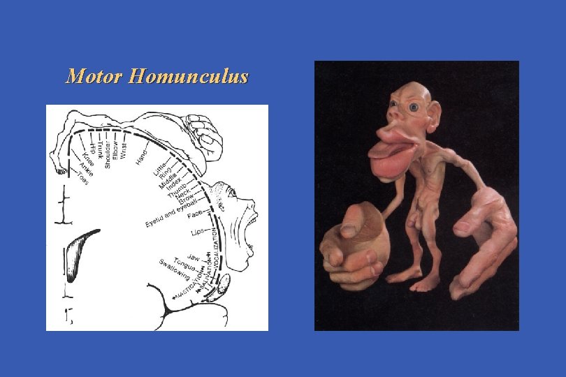Motor Homunculus 