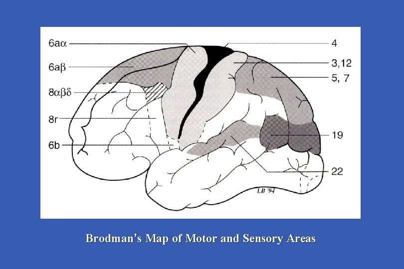 Brodman’s Map of Motor and Sensory Areas 