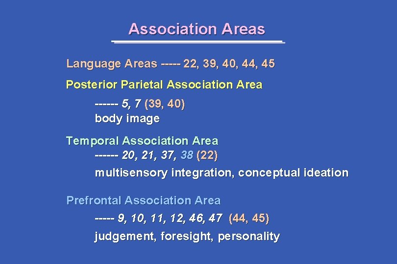 Association Areas Language Areas ----- 22, 39, 40, 44, 45 Posterior Parietal Association Area