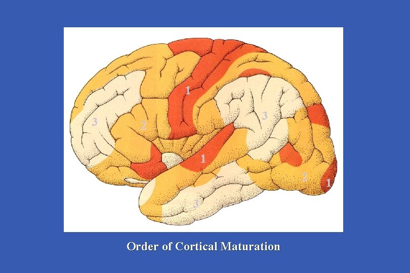 1 3 3 2 1 2 3 Order of Cortical Maturation 1 