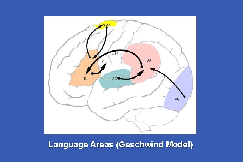 Language Areas (Geschwind Model) 