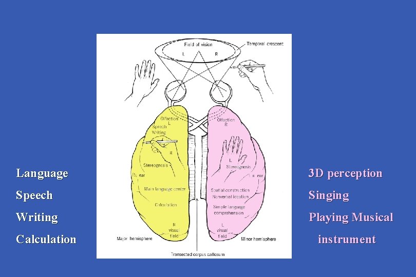Language 3 D perception Speech Singing Writing Playing Musical Calculation instrument 