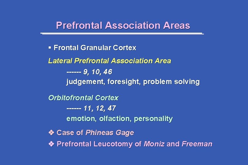 Prefrontal Association Areas § Frontal Granular Cortex Lateral Prefrontal Association Area ------ 9, 10,